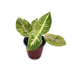 Planta Aglaonema Barricada