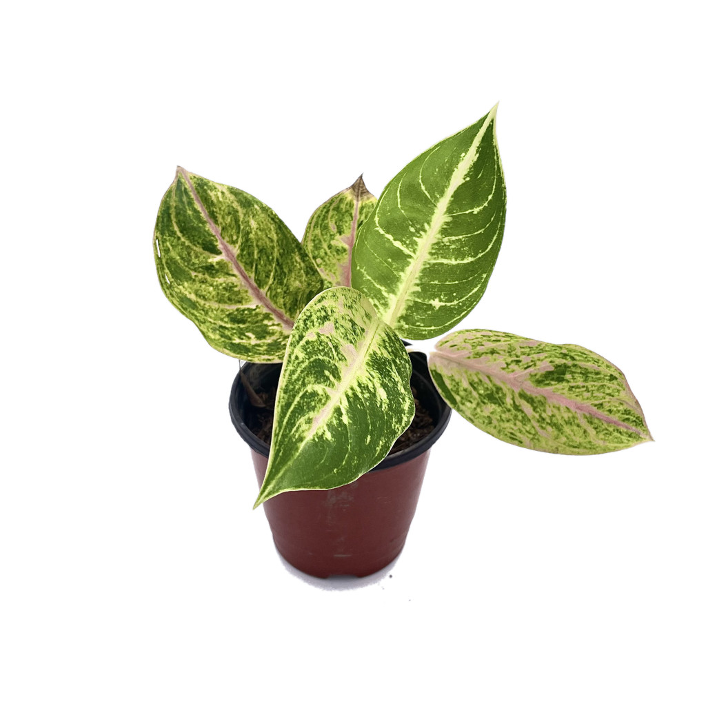 Planta Aglaonema Barricada