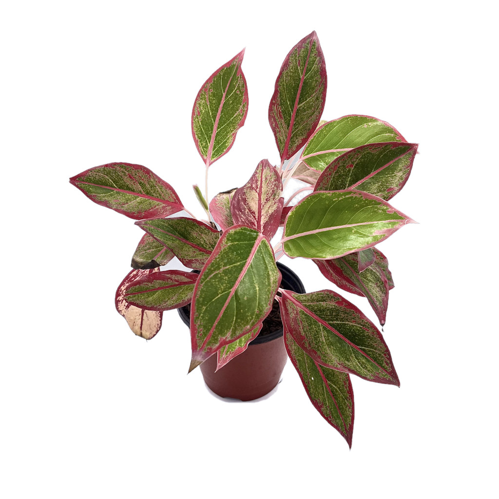 Planta Aglaonema Morada