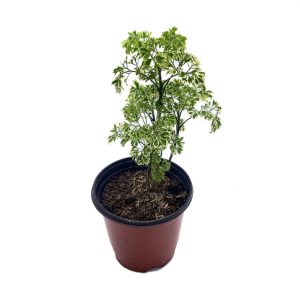 Planta Aralia Matizada