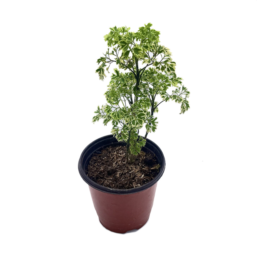 Planta Aralia Matizada