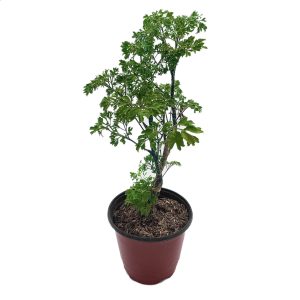 Planta Aralia Perejil