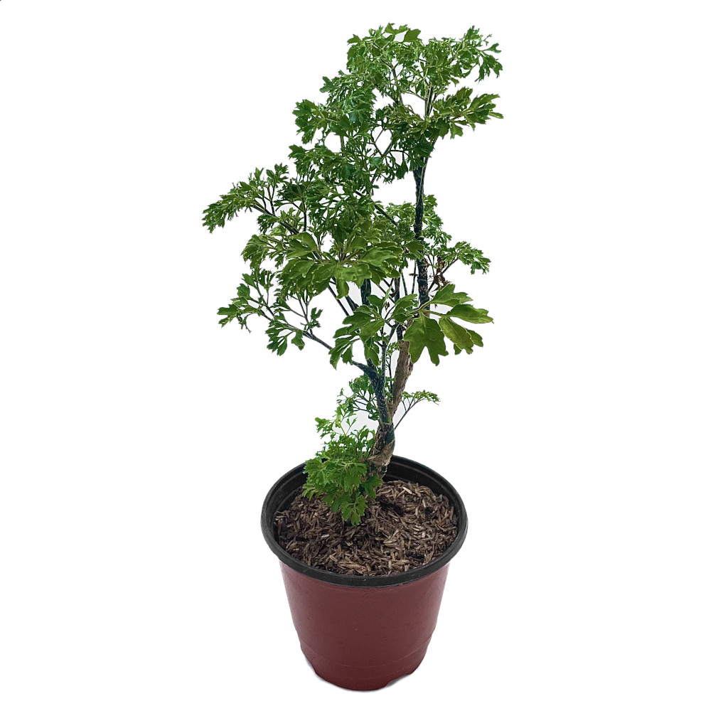 Planta Aralia Perejil