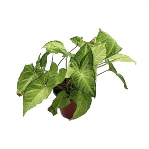 Planta Caladium Blanca