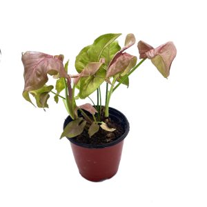 Planta Singonio Rosado