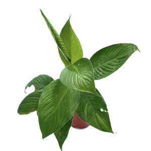 Planta Cama De Moises/ Spathiphylum