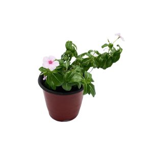 Planta Chabelita Variadas