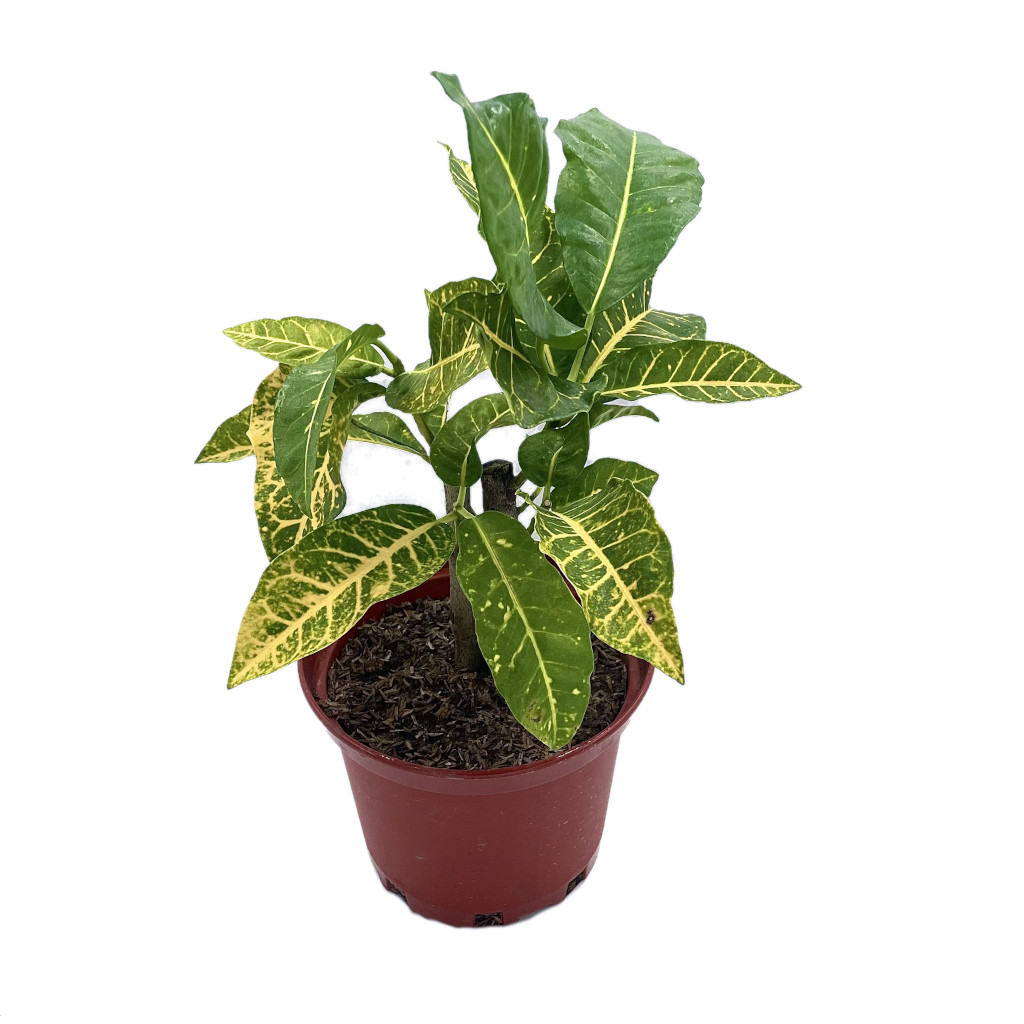 Planta Croto Amarillo