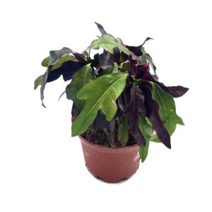 Planta Croto Tres Dedos