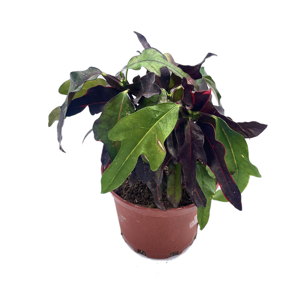 Planta Croto Tres Dedos