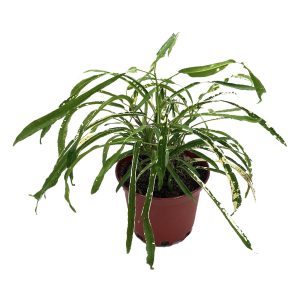 Planta Croto Cinta Amarilla/Fideo