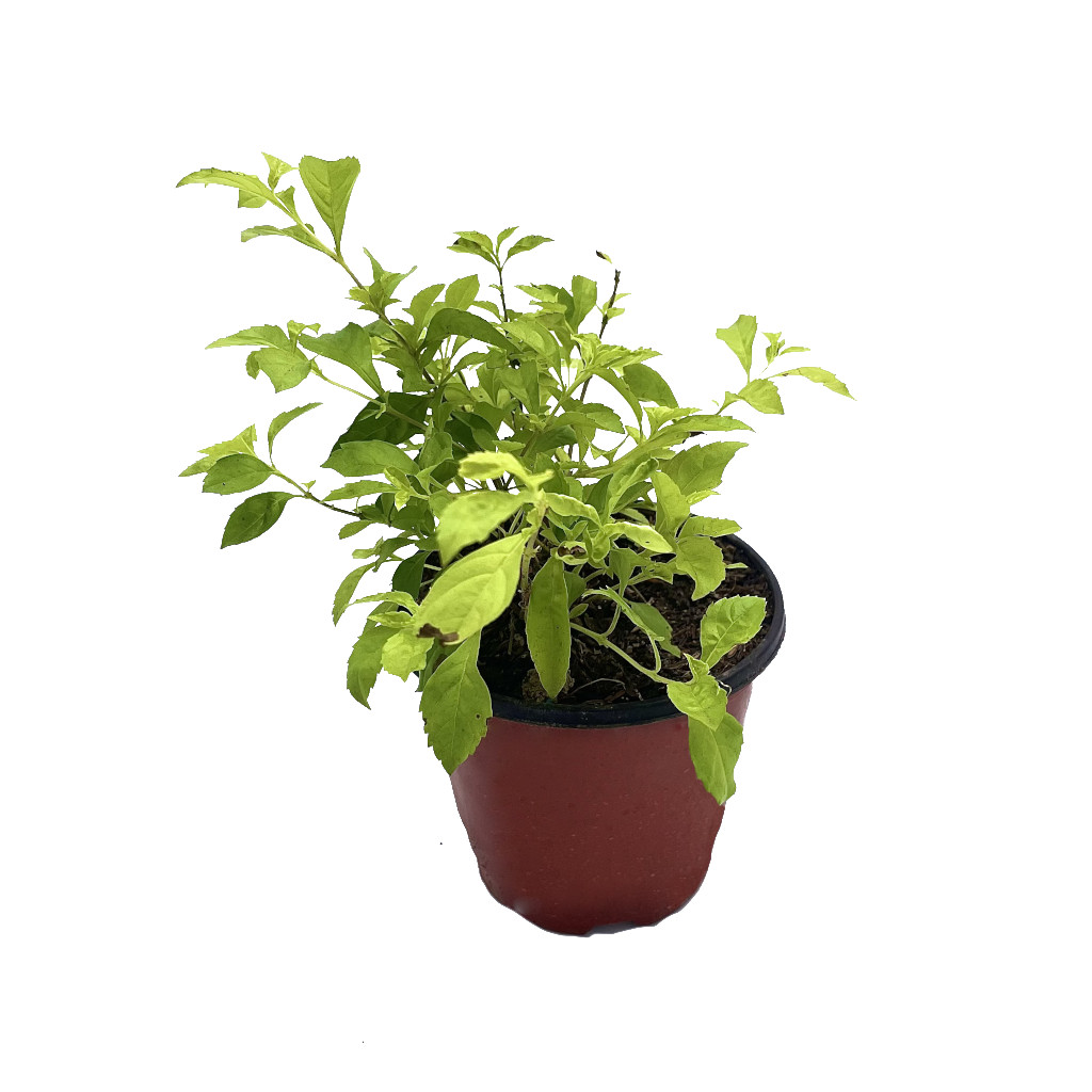 Planta Duranta Amarilla