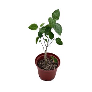 Planta Papo Variadas