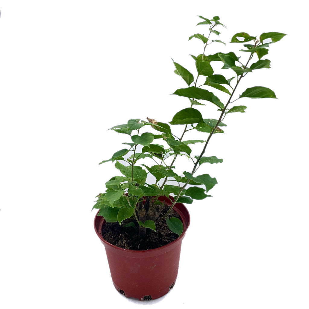 Planta Veranera Variada