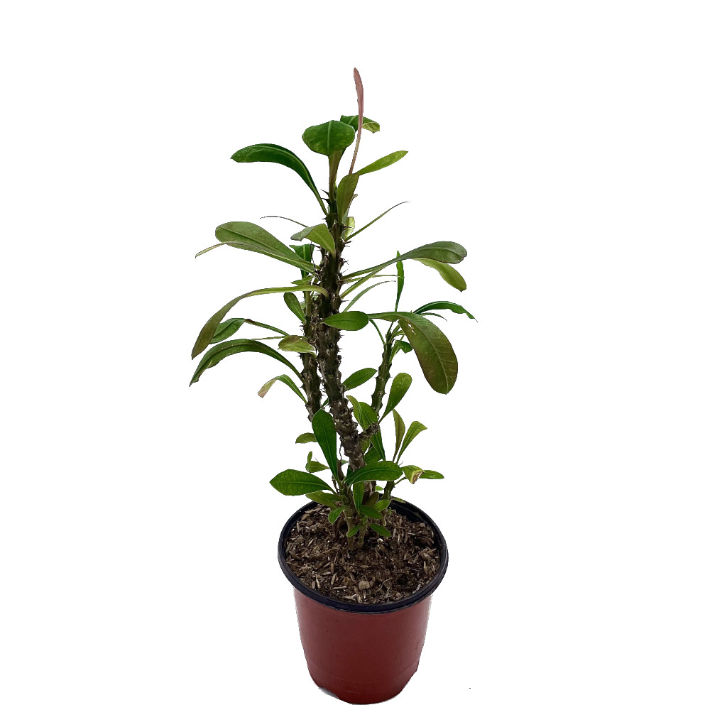 Planta Corona De Cristo