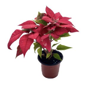 Planta Ponsetia Pequeña