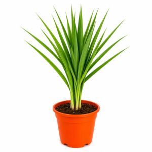 Planta Hierba Limon