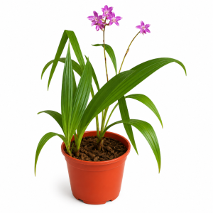 Planta Orquideas Variadas