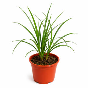 Planta Palma Robellinis