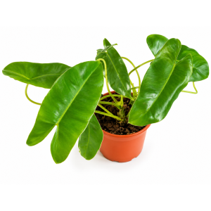 Planta Photo Golden