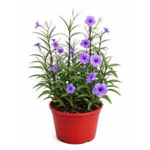 Planta Ruellia O Nazareno