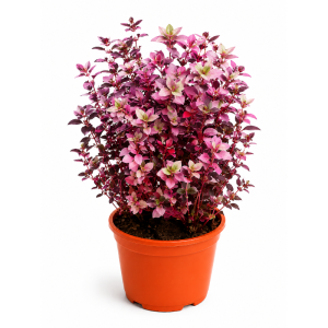 Planta Te Chino