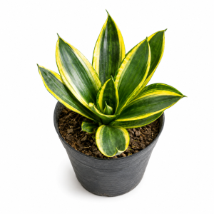 Planta Sanseviera Enana