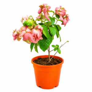 Planta Muesanda en Bolsitas